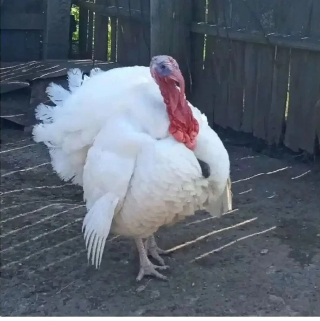 Совместная закупка птицы в Нижневартовске - Птица (Животные) в Нижневартовск