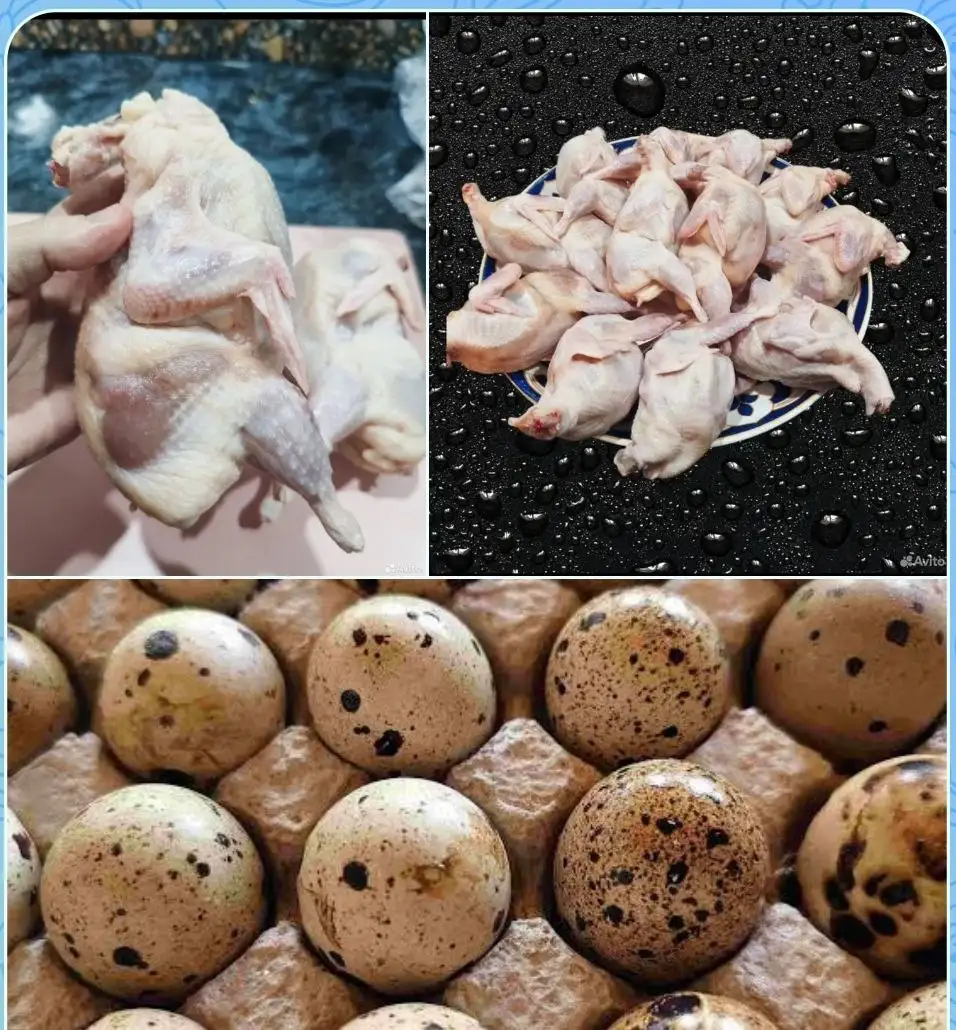 Продажа перепелов и перепелиных яиц - Барахолка в Нижневартовск