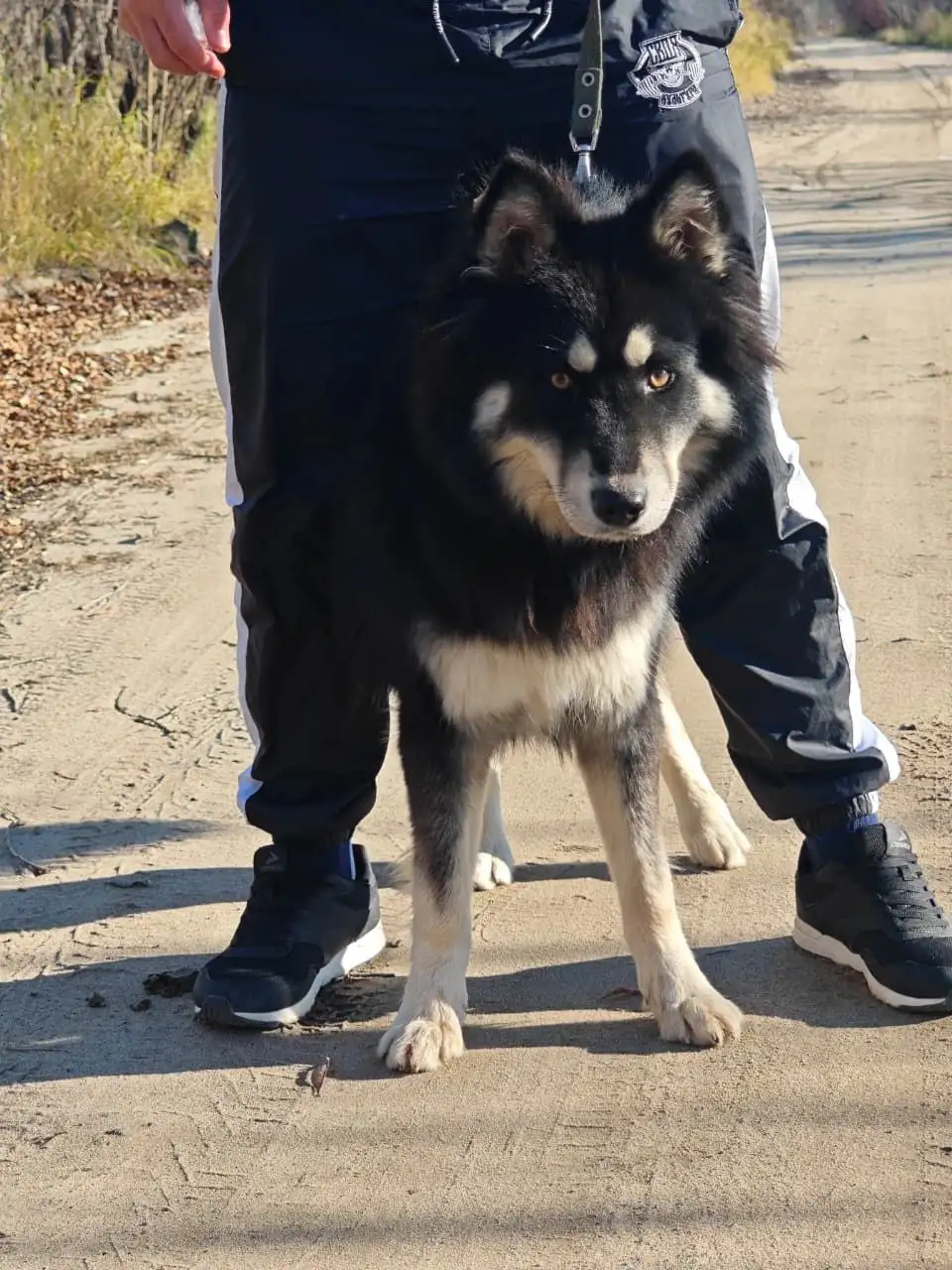 Щенок Айка ищет дом - Собаки (Животные) в Нижневартовск