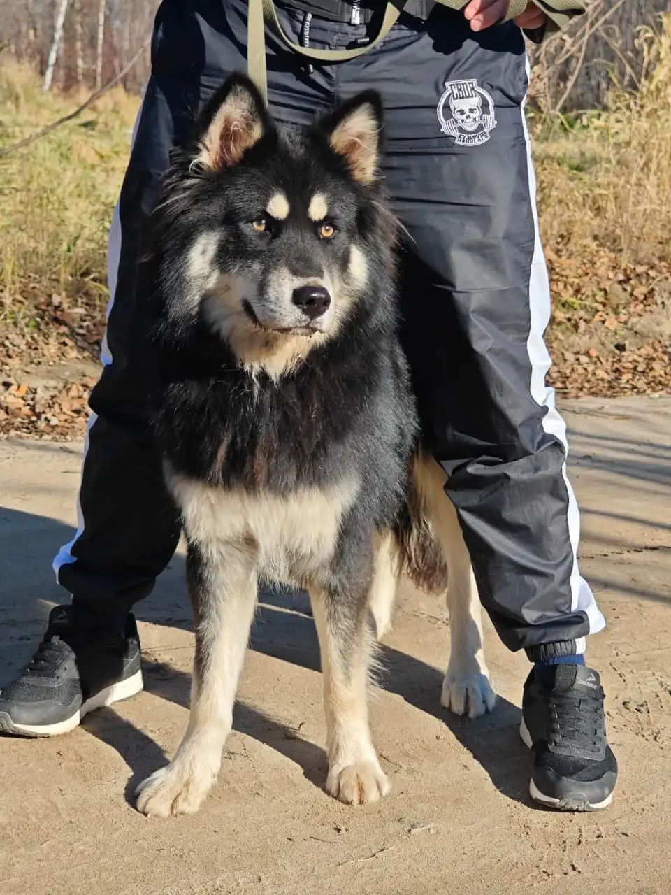 Щенок Айка ищет дом - Собаки (Животные) в Нижневартовск