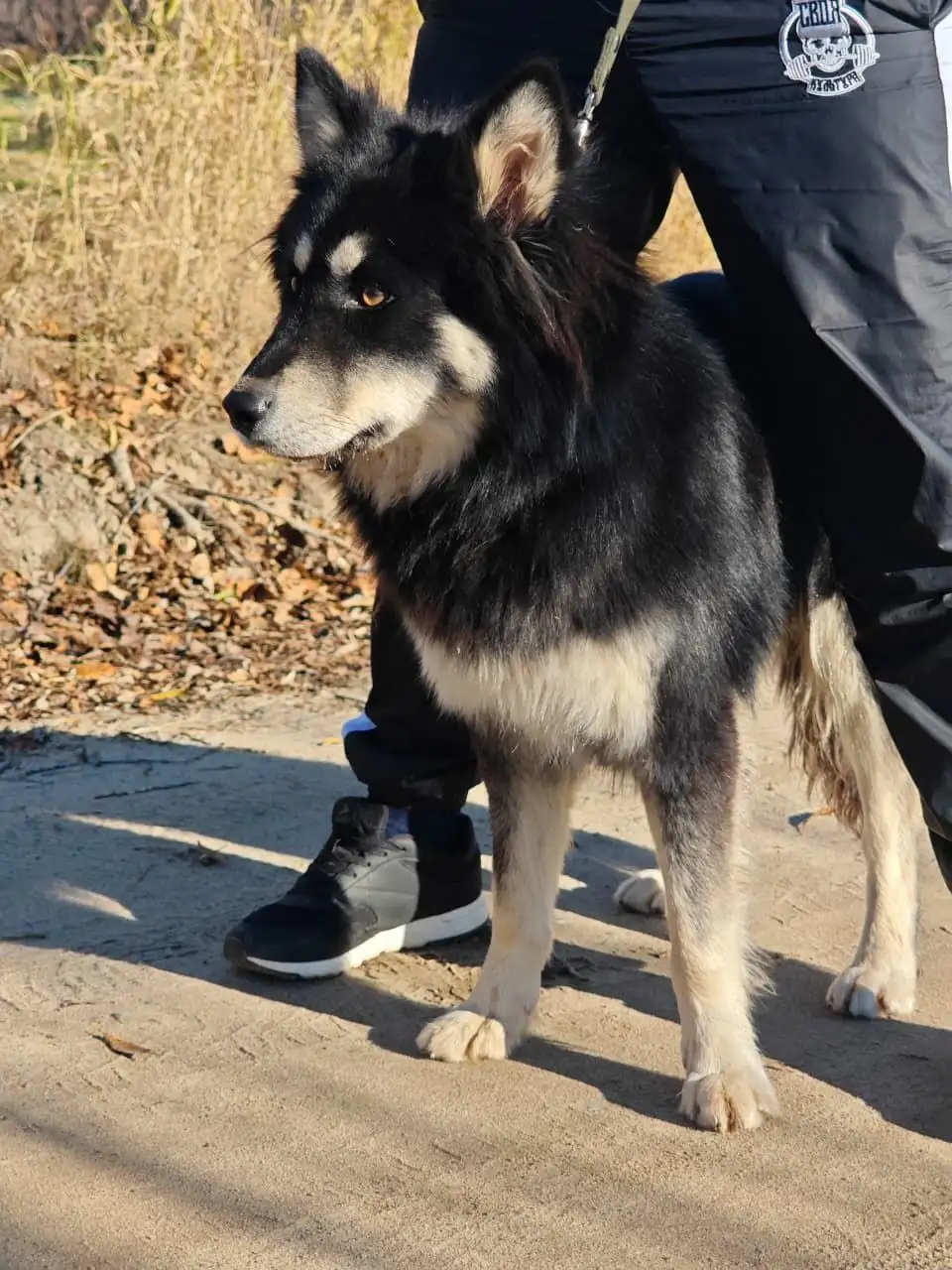 Щенок Айка ищет дом - Собаки (Животные) в Нижневартовск