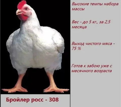 Продажа бройлера РОСС-308 возрастом 14 дней - Животные в Нижневартовск