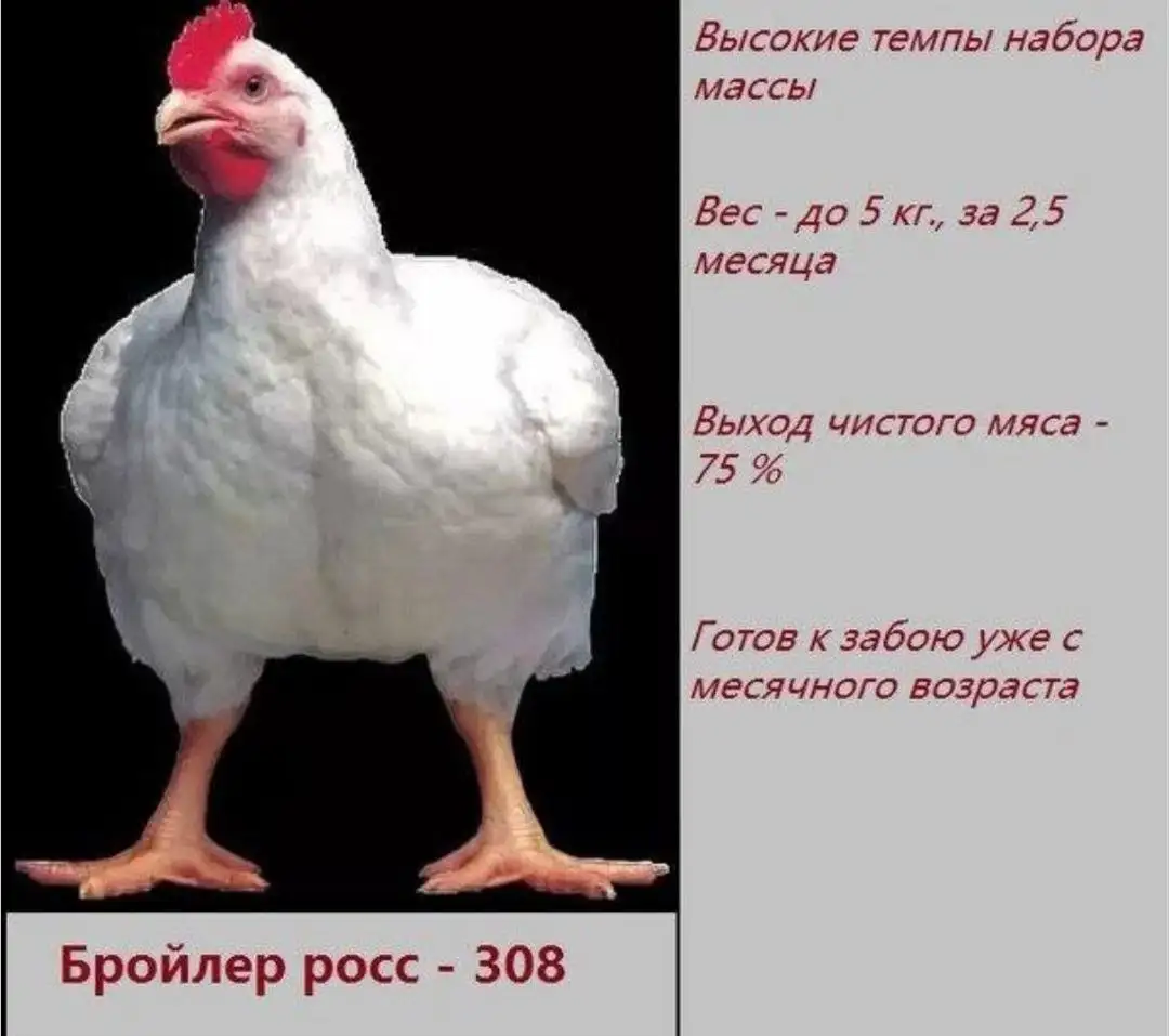 Продажа бройлеров и птицы разных пород - Птица (Животные) в Нижневартовск