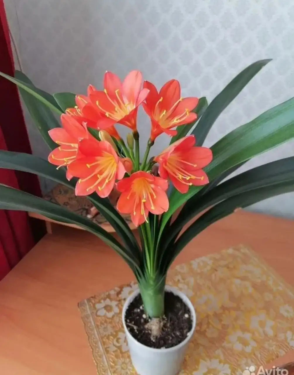 Продам Кливию - Растения (Барахолка) в Нижневартовск