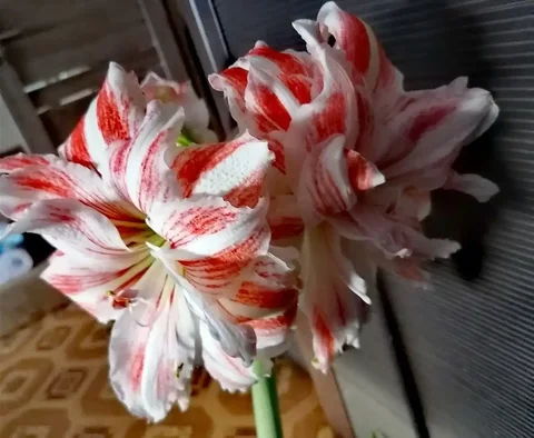 Продам цветок Гиппеаструм - Инструменты в Нижневартовск