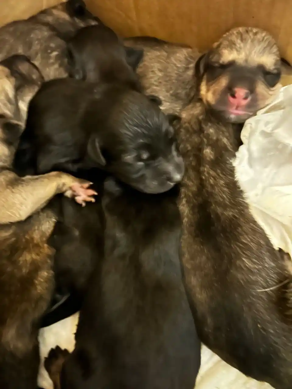 Срочно нужна помощь щенкам - Животные в Севастополь