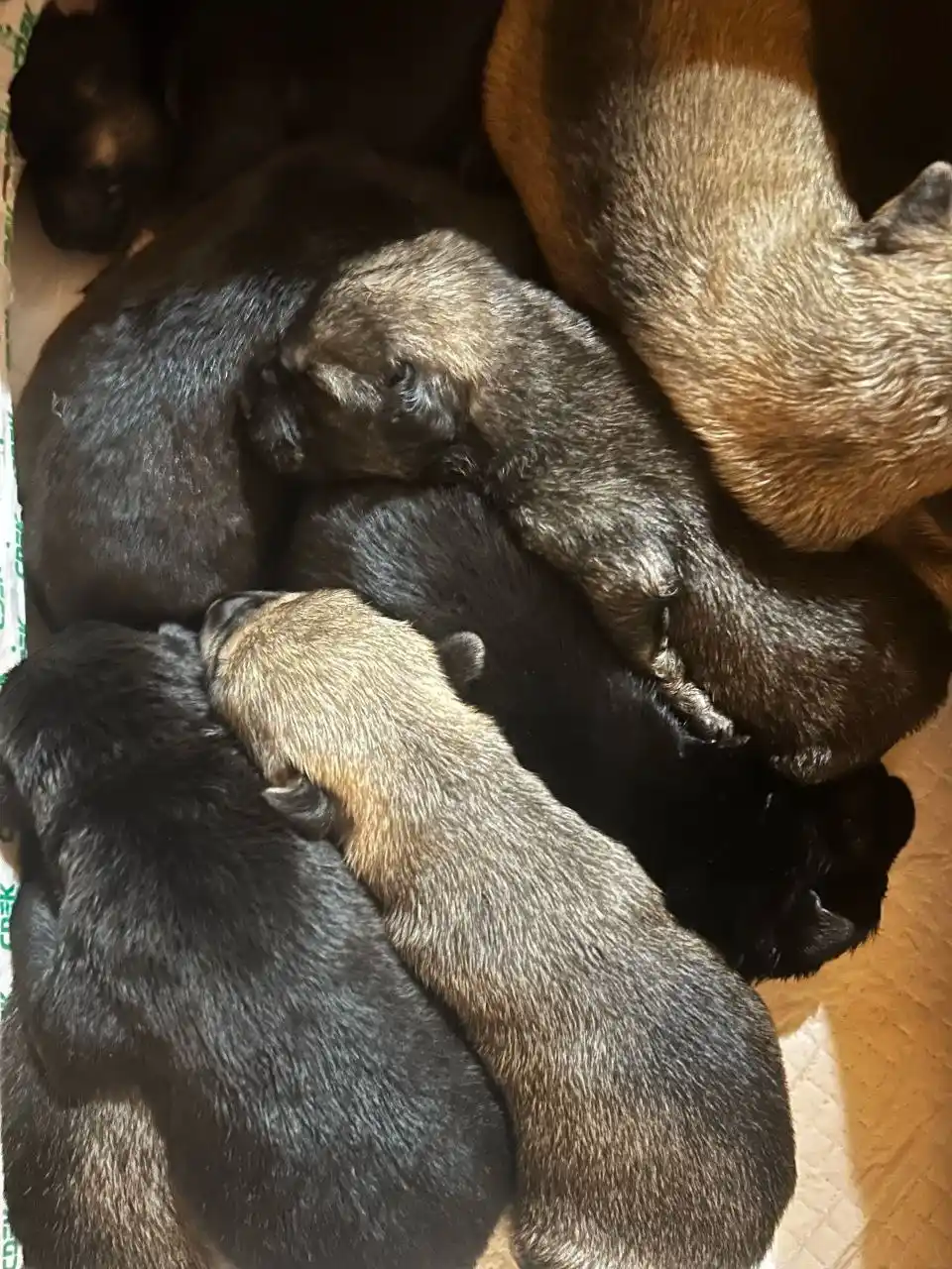 Срочно нужна помощь щенкам