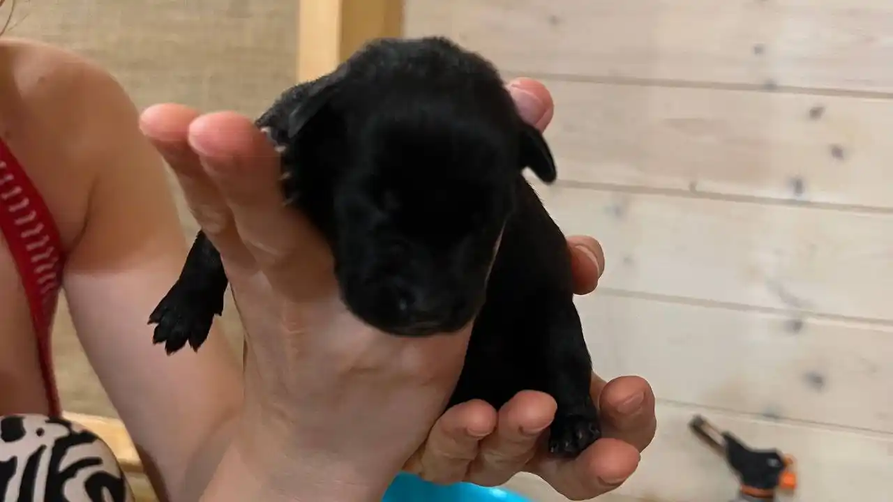 Срочно нужна помощь щенкам