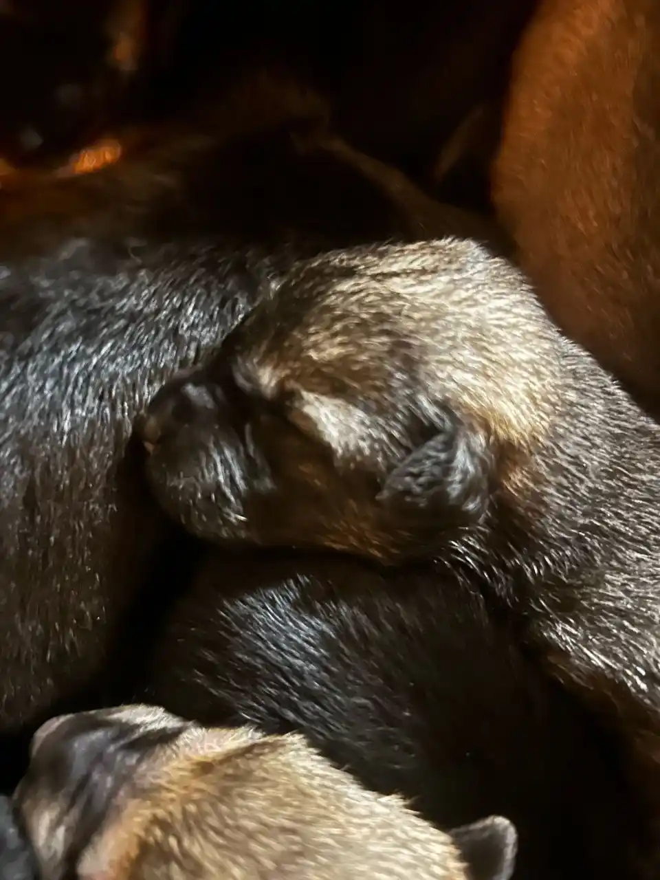 Срочно нужна помощь щенкам