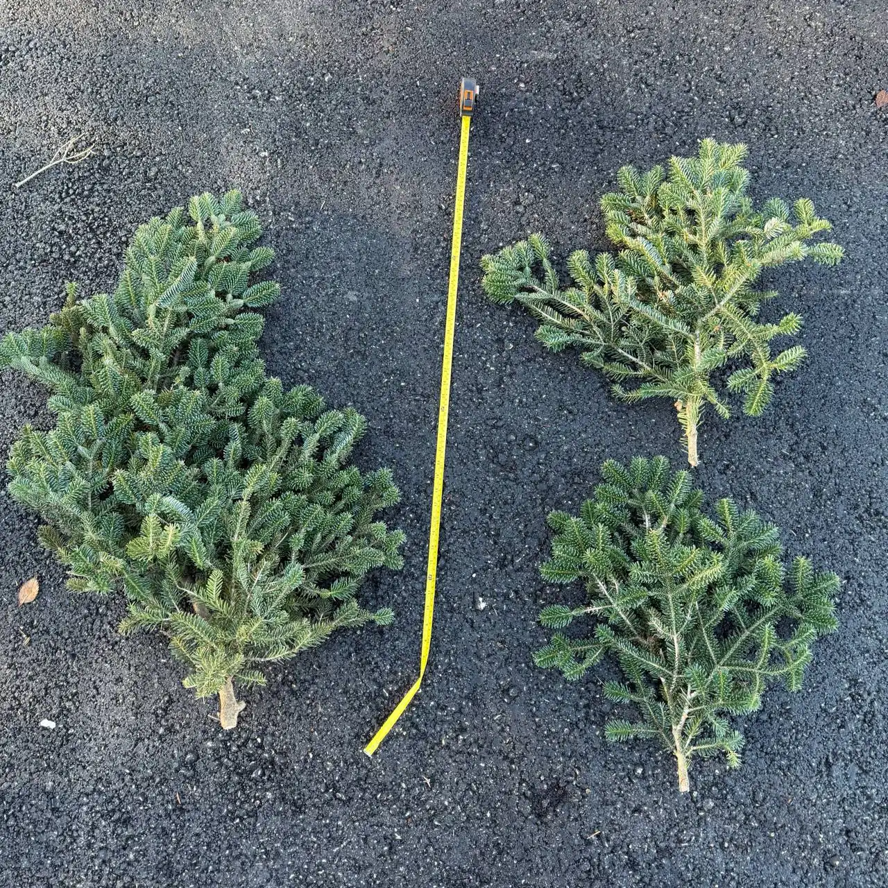 Объявление о продаже ветки