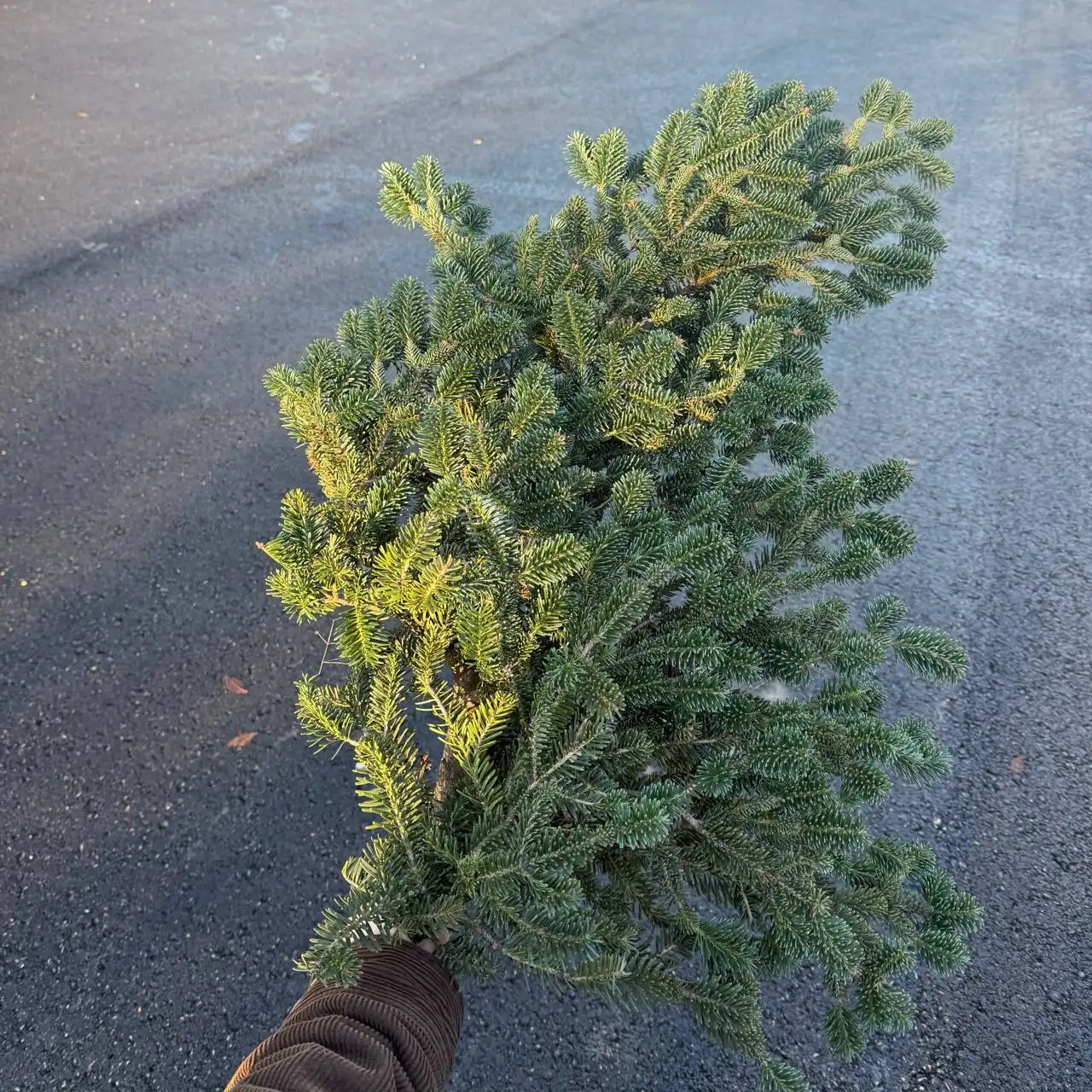 Объявление о продаже ветки