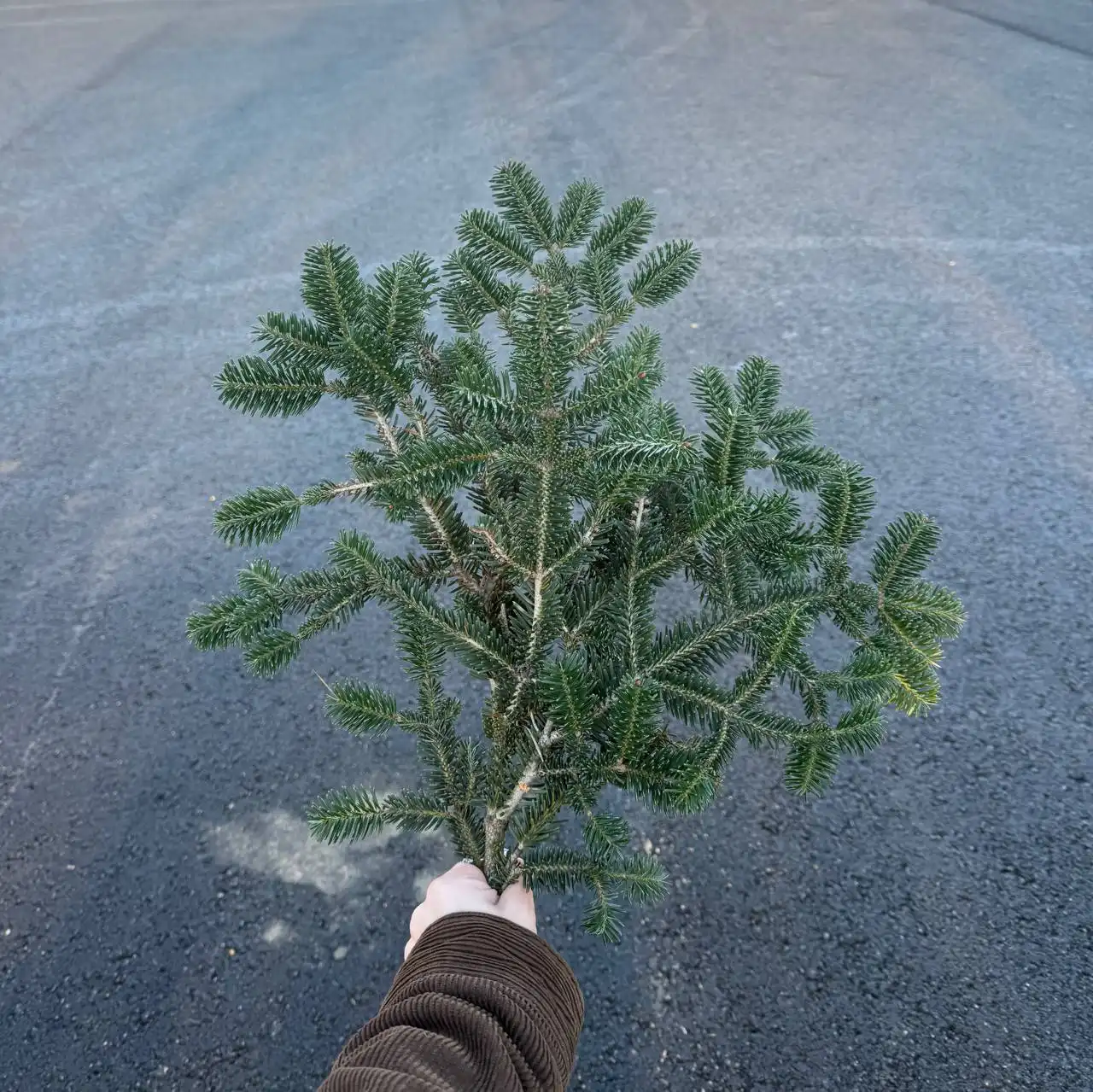 Объявление о продаже ветки