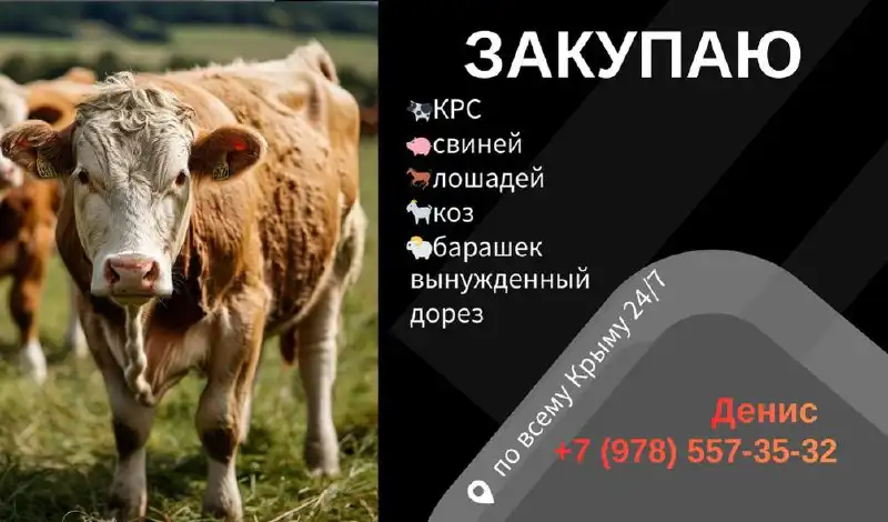 Закупка КРС и свиней по всему Крыму - Сельскохозяйственные животные (Животные) в Крым