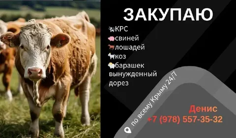 Закупка КРС и свиней по всему Крыму - частное объявление в Крым