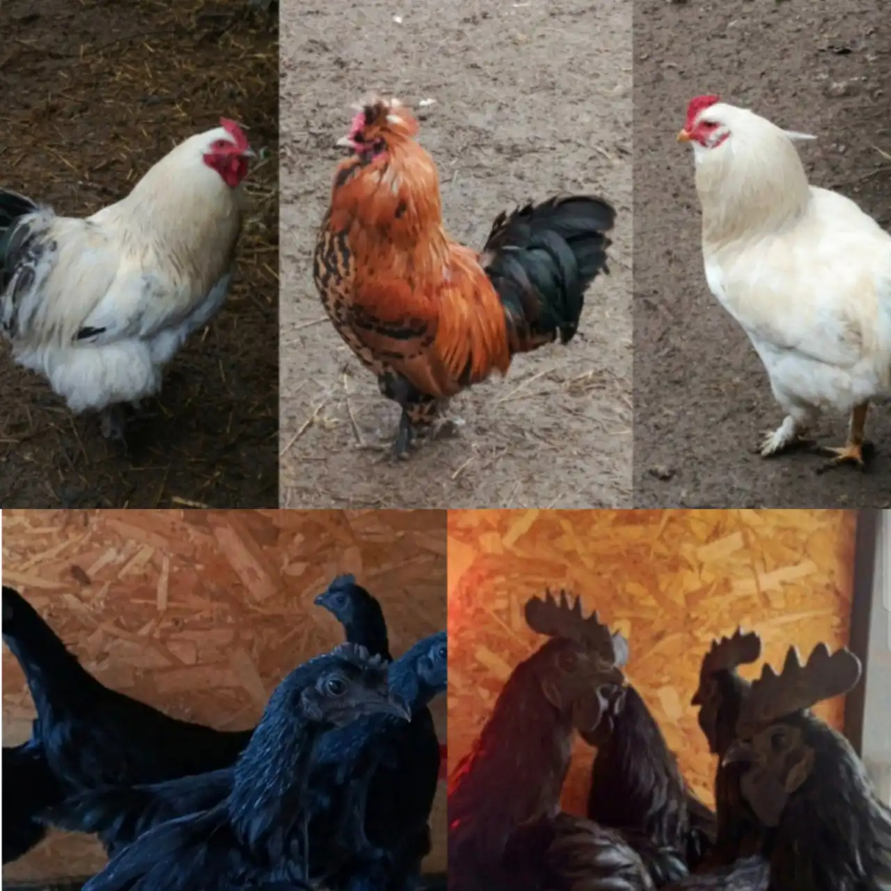 Продажа петухов - Птицы (Животные) в Межгорье
