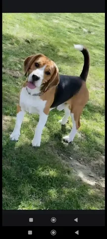 Отдам в хорошие руки щенка бигля с документами - частное объявление в Балаклава