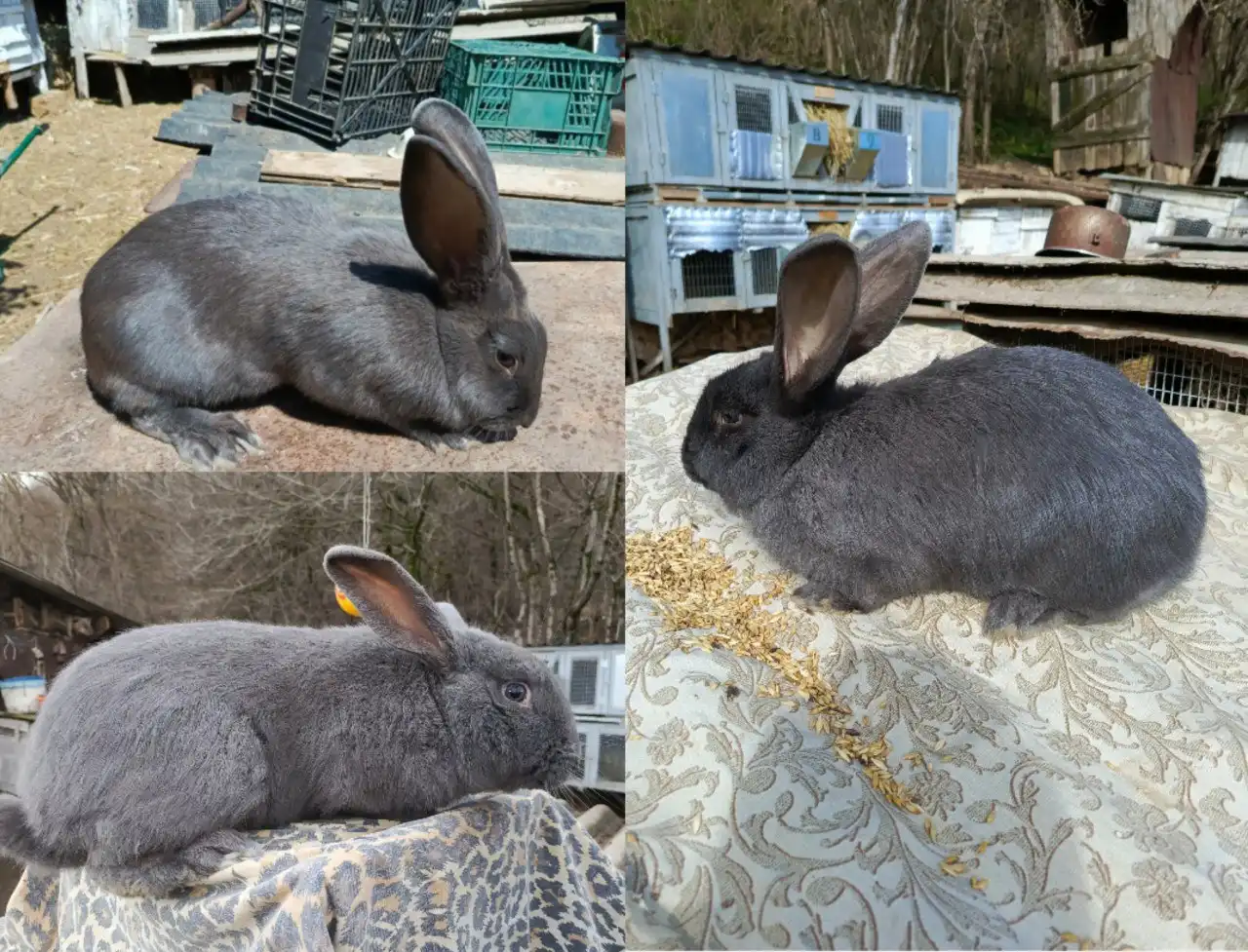 Молодые самочки и самцы НПВ Голубая Гавана на племя - Птицы (Животные) в Севастополь