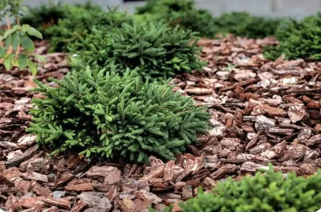 Сосновая кора для защиты растений и ландшафтного дизайна - частное объявление в Севастополь