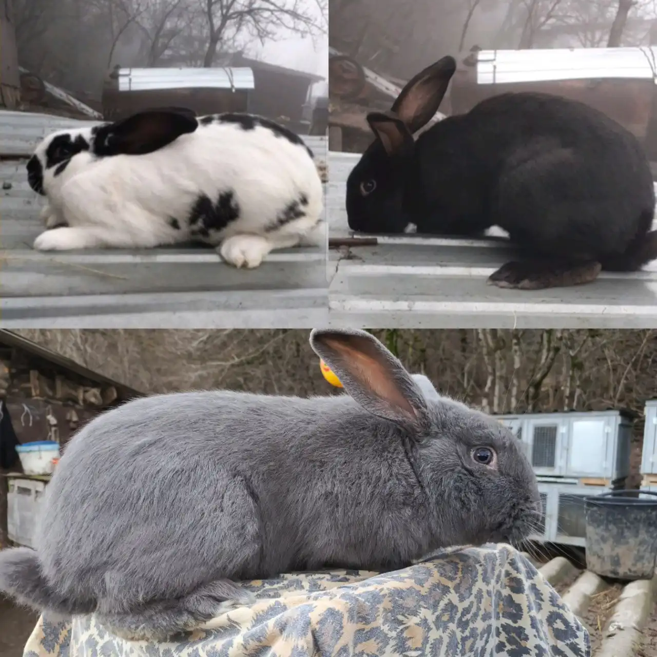 Самцы на племя кролики - Кролики (Животные) в Межгорье