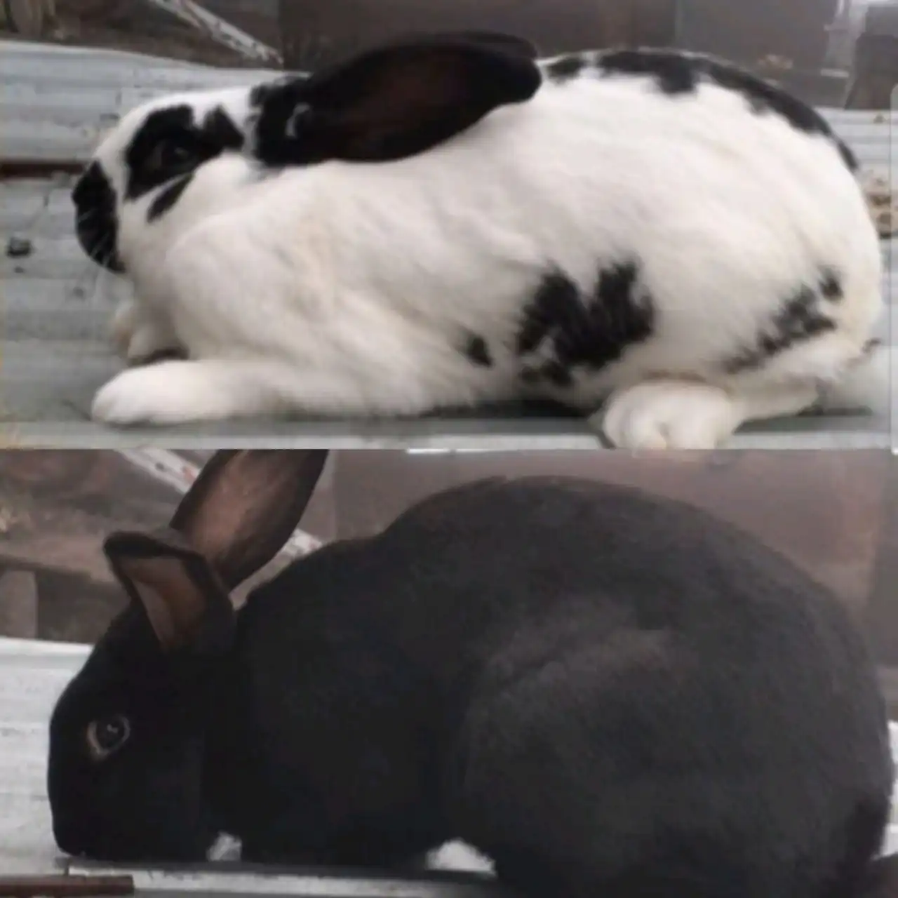 Самцы на племя - Кролики (Животные) в с. Межгорье, Белогорский район