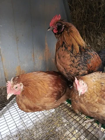 Петушки 3 месяца - частное объявление в Севастополь