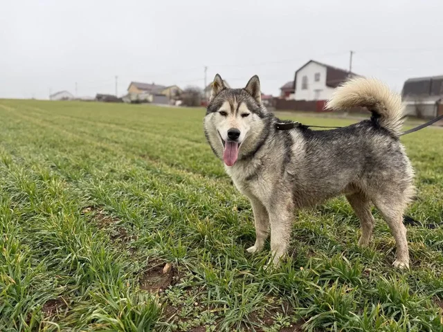 Хаски кобель 1.5 года ищет дом в Крыму - Животные в Симферополь