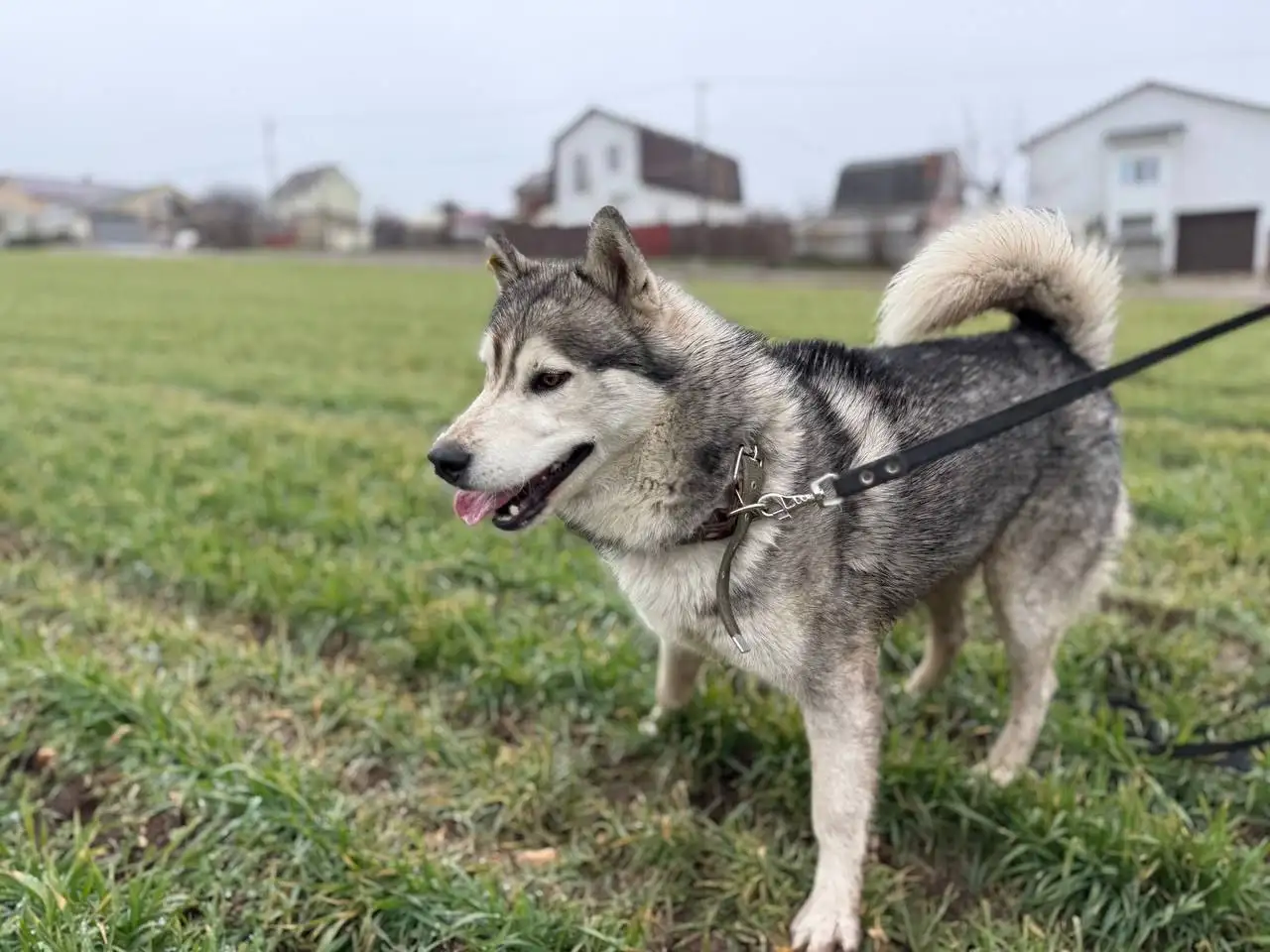 Хаски кобель 1.5 года ищет дом в Крыму - Собаки (Животные) в Симферополь