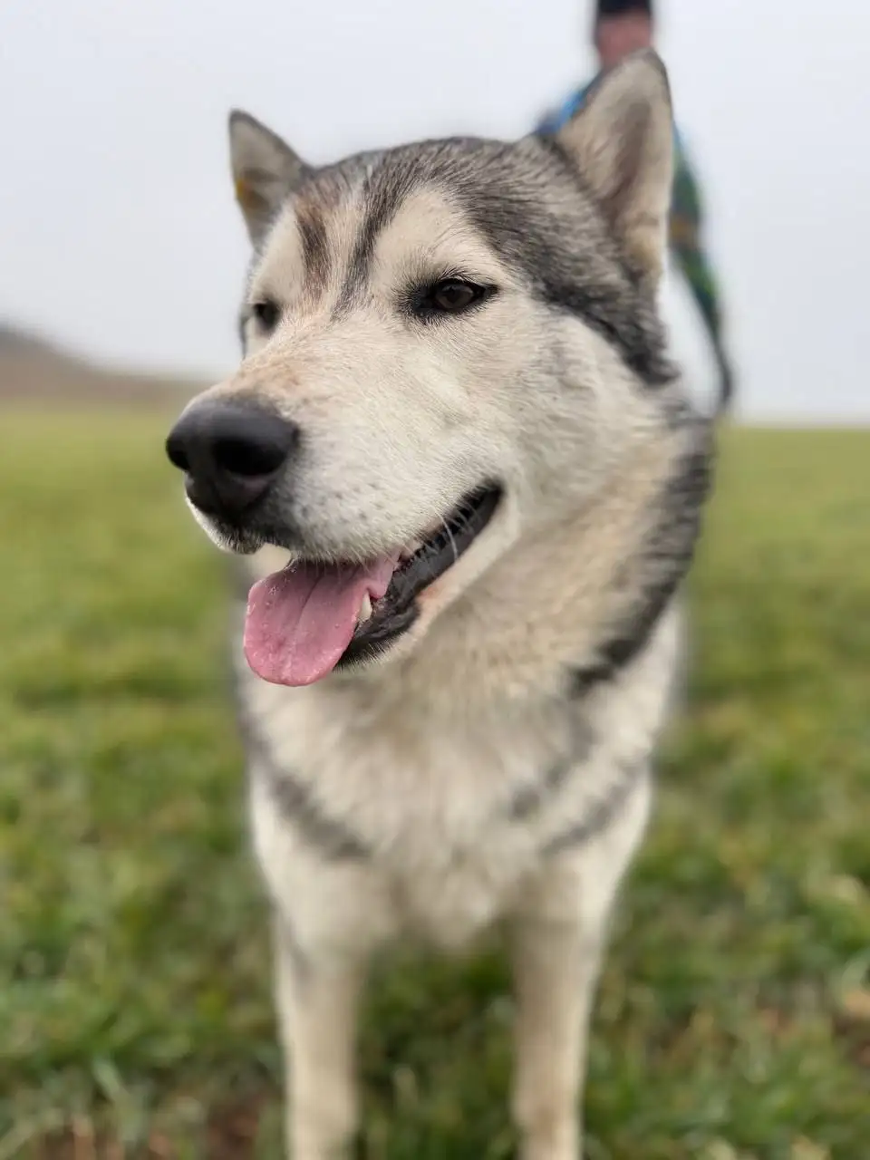 Хаски кобель 1.5 года ищет дом в Крыму - Собаки (Животные) в Симферополь
