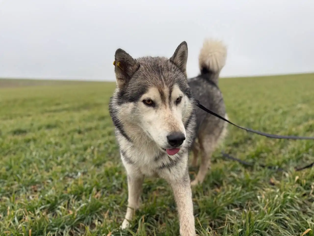 Хаски кобель 1.5 года ищет дом в Крыму - Собаки (Животные) в Симферополь