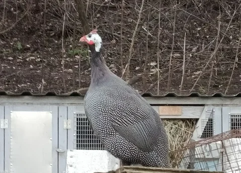 Продажа цесарок и перьев для поделок - частное объявление в Межгорье