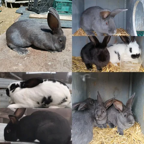 Продажа кроликов - частное объявление в Межгорье