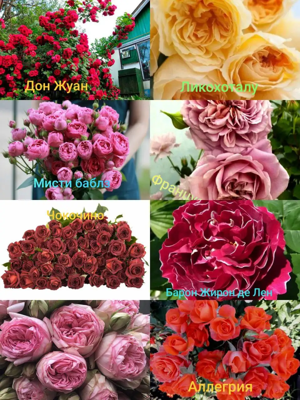 Саженцы роз на весну - Садоводство (Хобби и отдых) в Симферополь