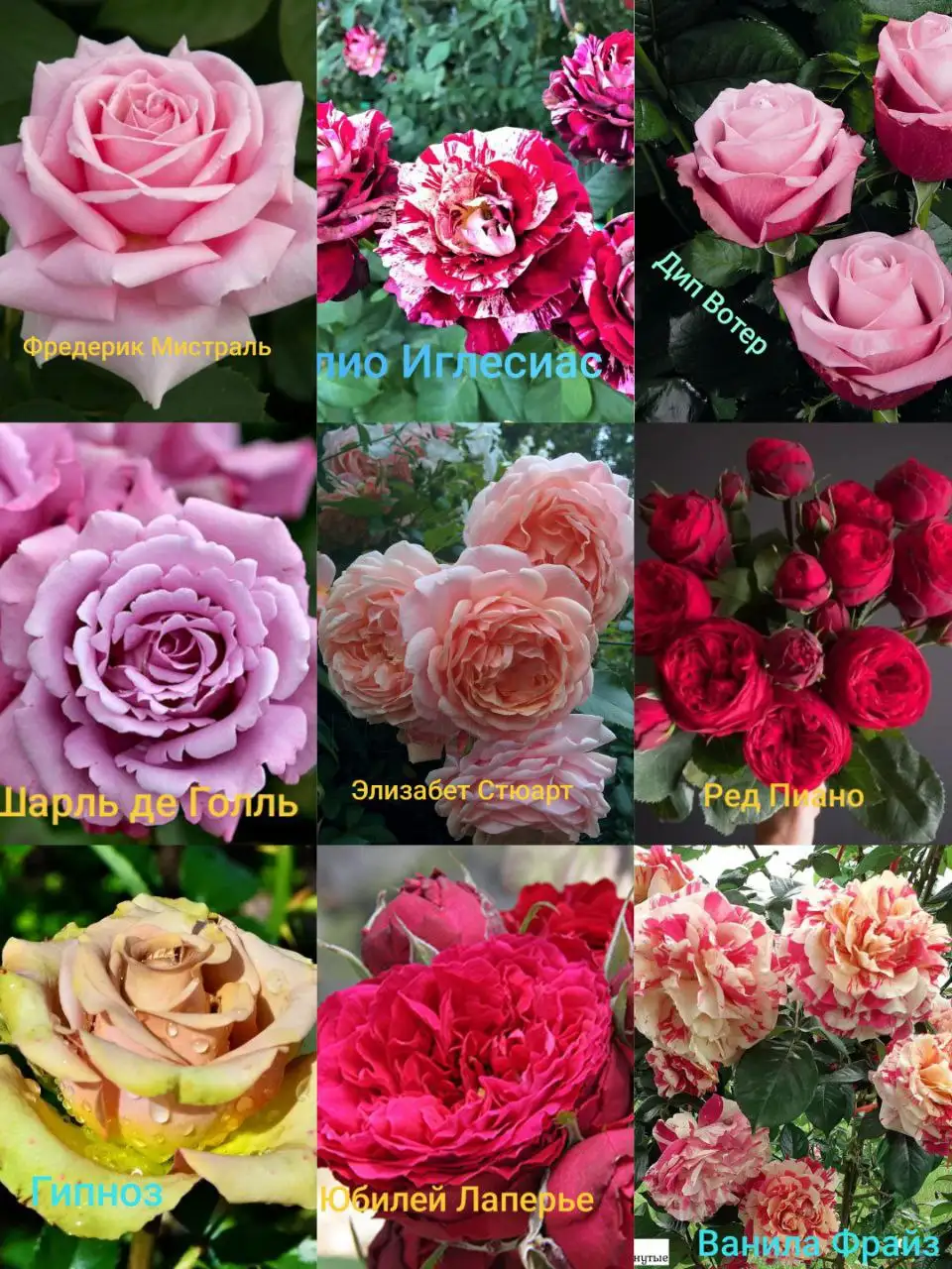 Саженцы роз на весну - Садоводство (Хобби и отдых) в Симферополь