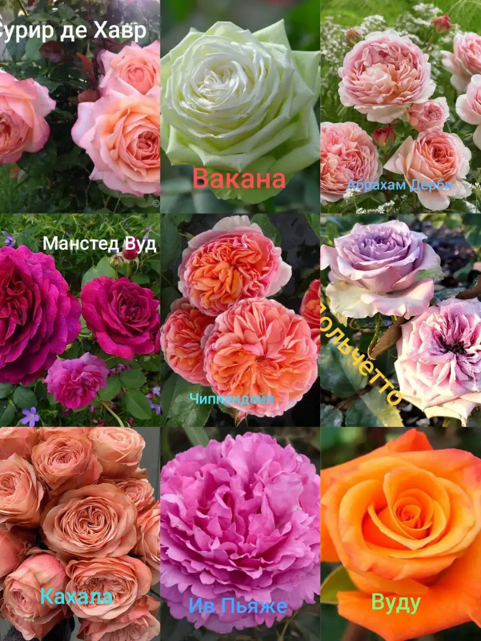 Саженцы роз на весну - Садоводство (Хобби и отдых) в Симферополь