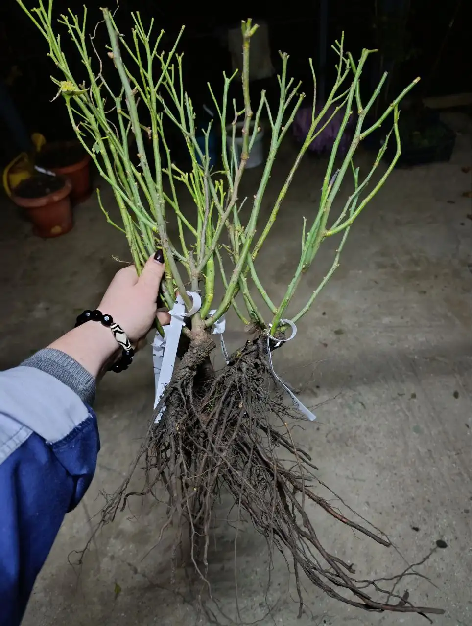 Саженцы роз на весну - Садоводство (Хобби и отдых) в Симферополь