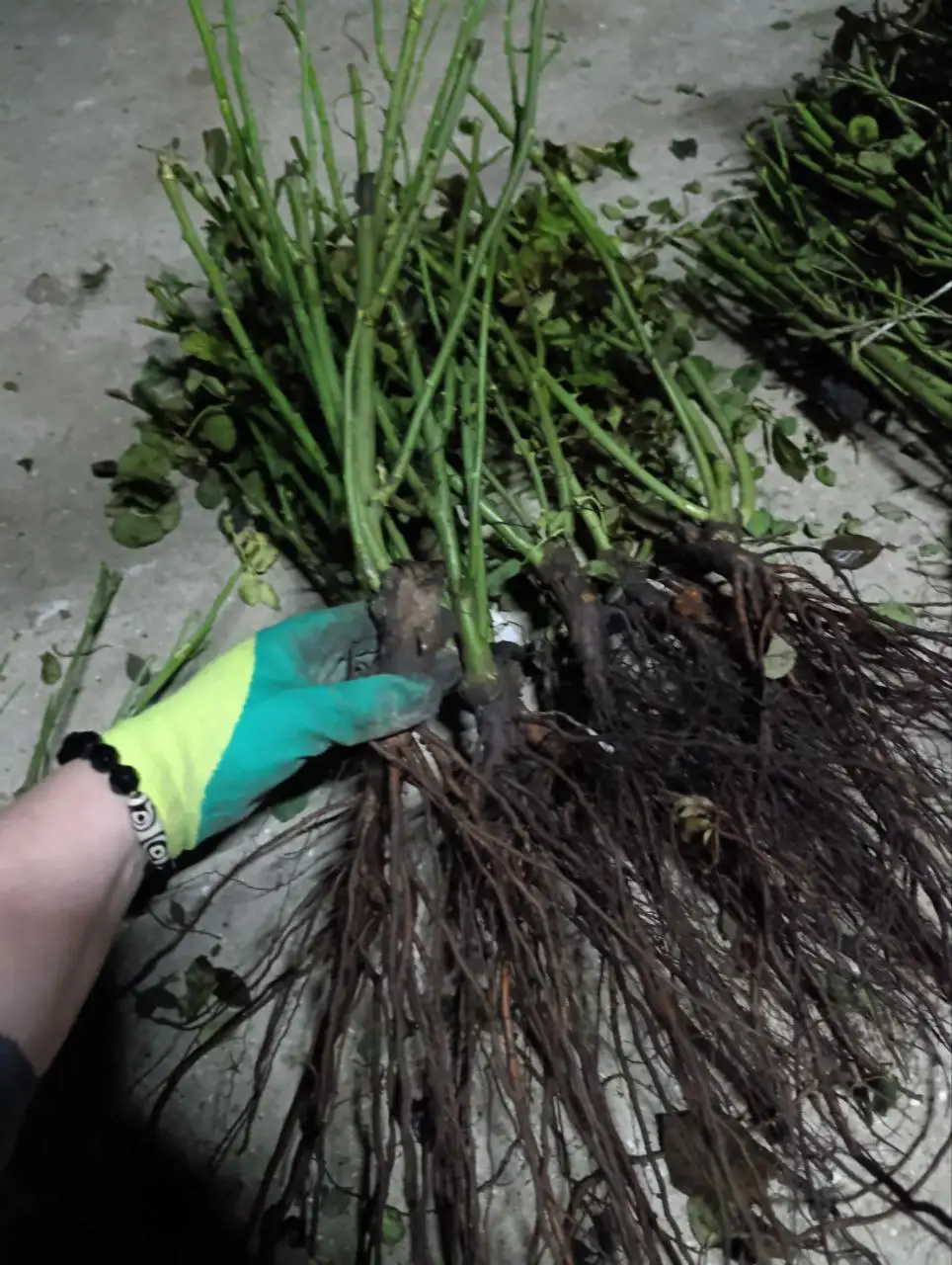 Саженцы роз на весну - Садоводство (Хобби и отдых) в Симферополь