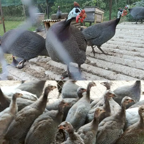 Продажа молодых цесарок и перьев для поделок - частное объявление в Межгорье