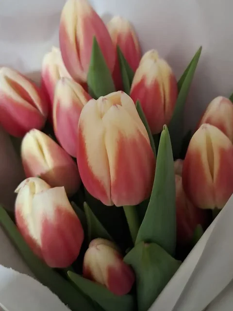 Предзаказ тюльпанов к 8 марта в Симферополе - Садоводство в Симферополь