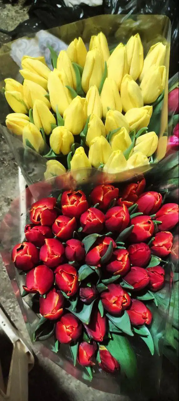 Предзаказ тюльпанов к 8 марта в Симферополе - Цветы (Хобби и отдых) в Симферополь