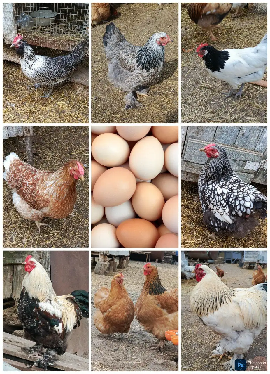 Инкубационное яйцо породистых курочек - Птицеводство (Животные) в Межгорье