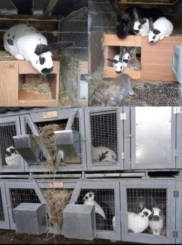 Продажа кроликов в хозяйстве - частное объявление в Межгорье