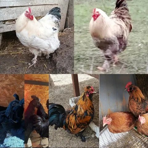 Продажа петухов в Межгорье - частное объявление в Межгорье