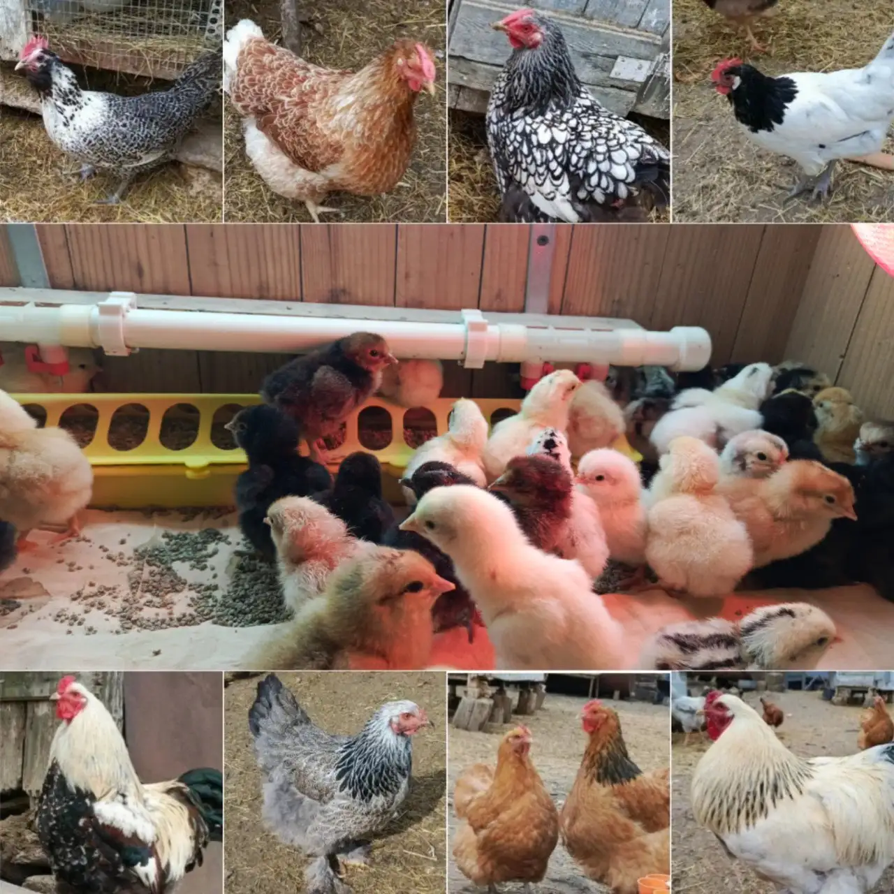 Продажа домашних цыплят - Птица (Животные) в Межгорье