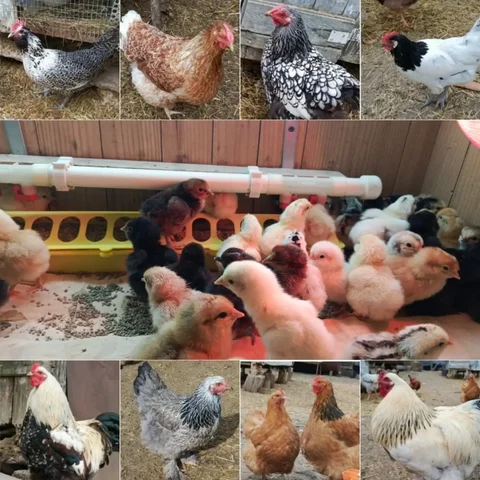 Продажа домашних цыплят - частное объявление в Межгорье