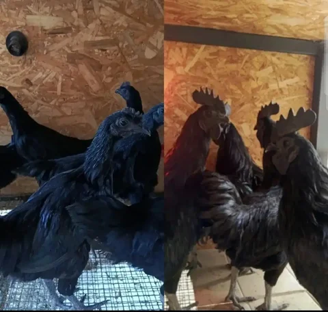 Аям Цемани петухи - частное объявление в Севастополь