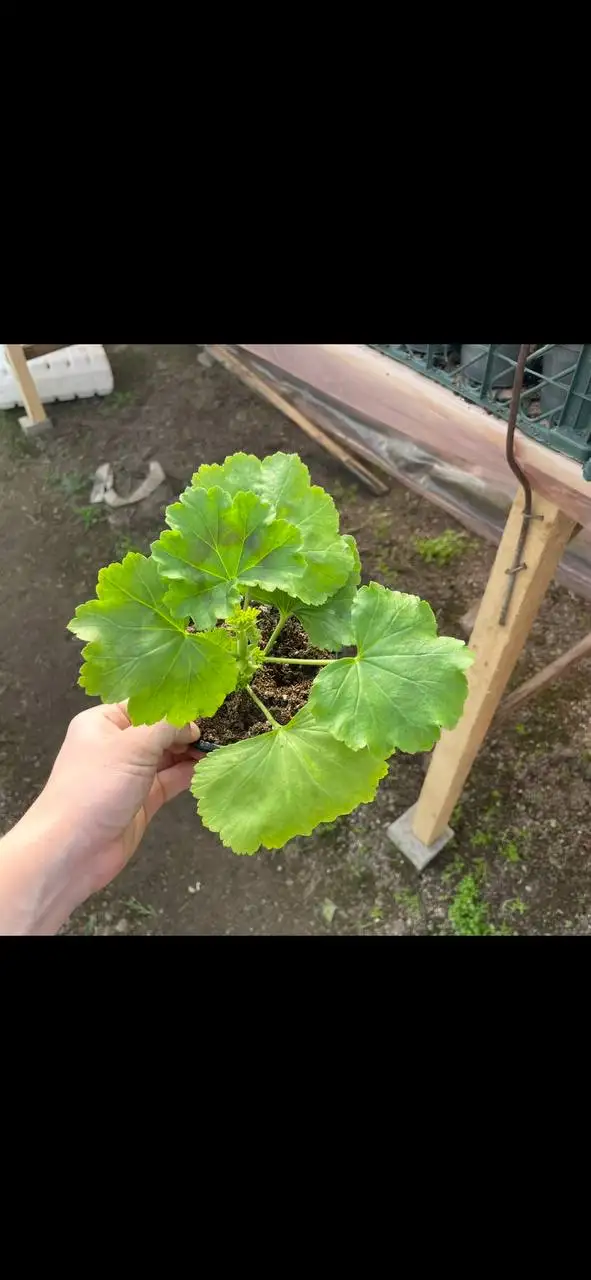 Продажа саженцев и семян растений в Бахчисарае - Садоводство (Хобби и отдых) в Бахчисарай