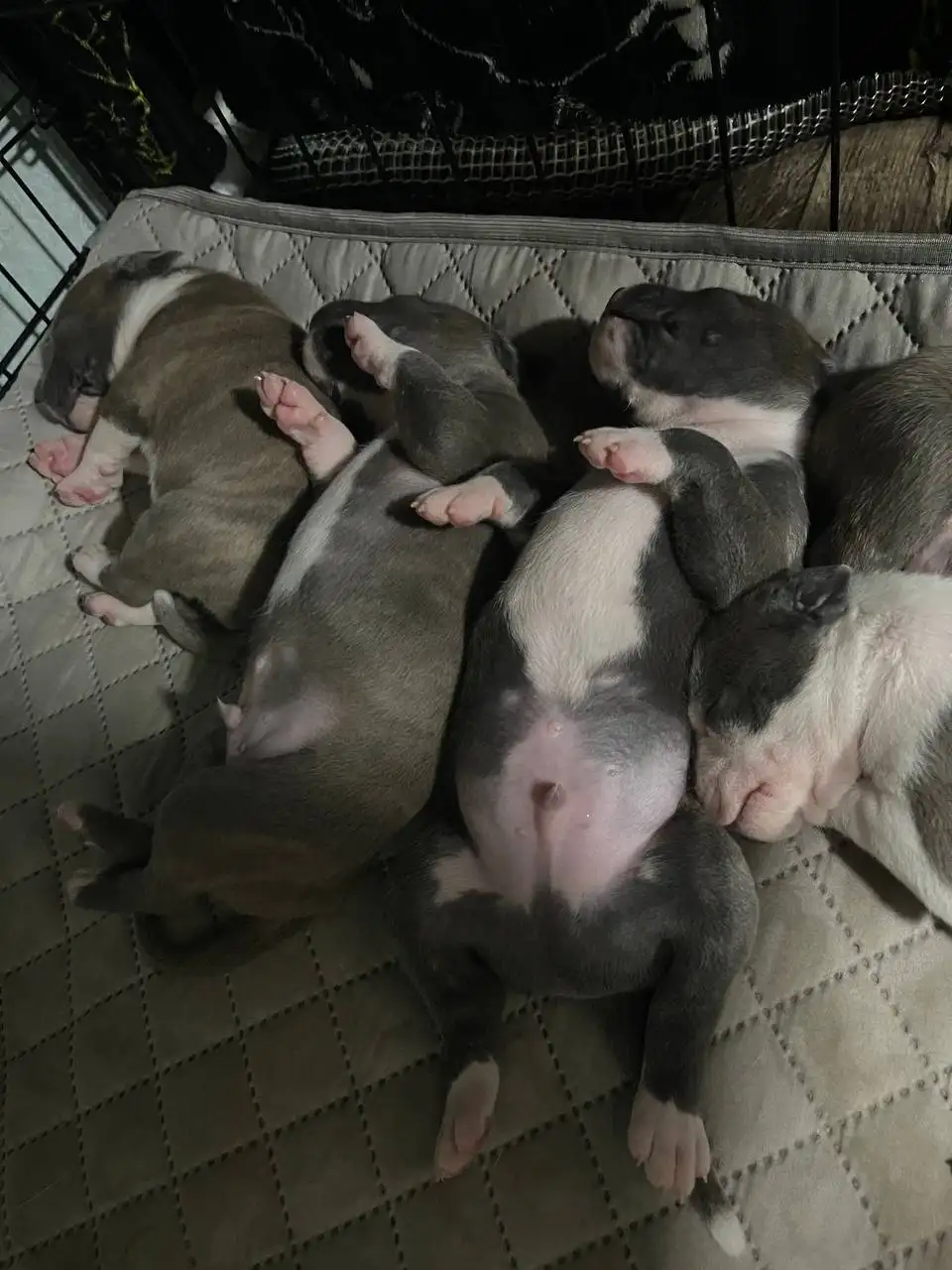 Щенки американской породы, голубые окрасы, с документами - Собаки, щенки (Животные) в Севастополь