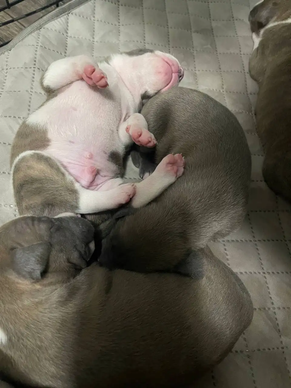 Щенки американской породы, голубые окрасы, с документами - Собаки, щенки (Животные) в Севастополь