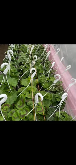 Продажа саженцев и семян растений в Бахчисарае - частное объявление в Бахчисарай