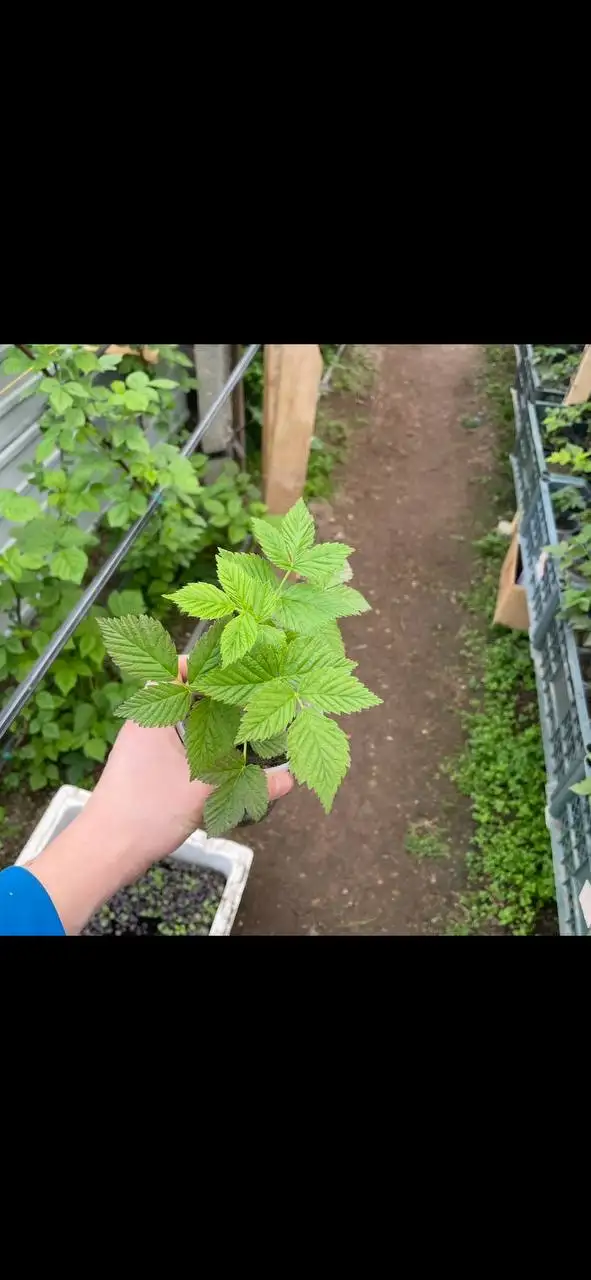 Продажа саженцев и семян растений в Бахчисарае - Растения и семена (Хобби и отдых) в Бахчисарай